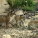 Illustration for article titled Caturday - Lynx pardinus Edition